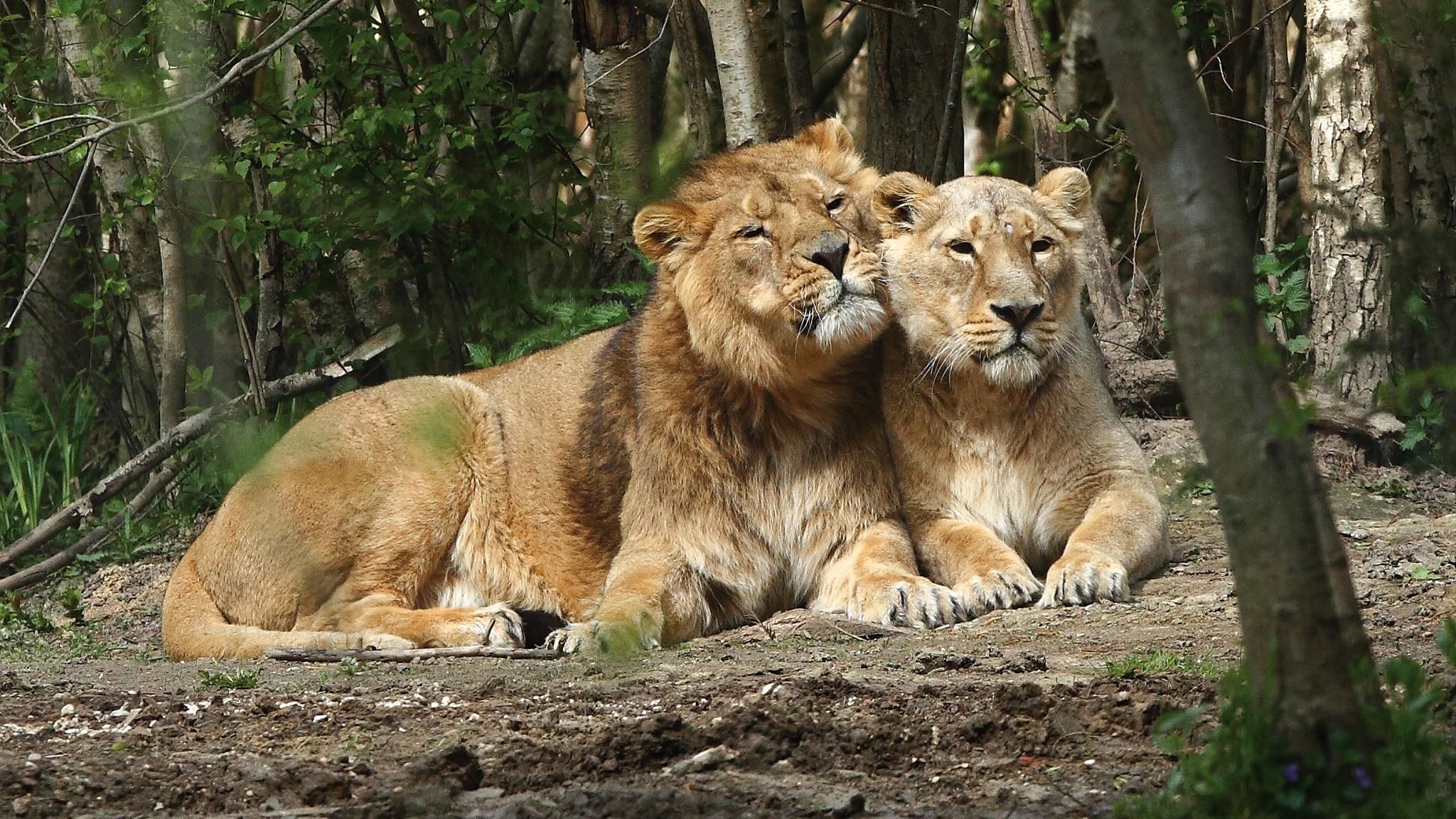 Dive into the wild at the Parc des Félins