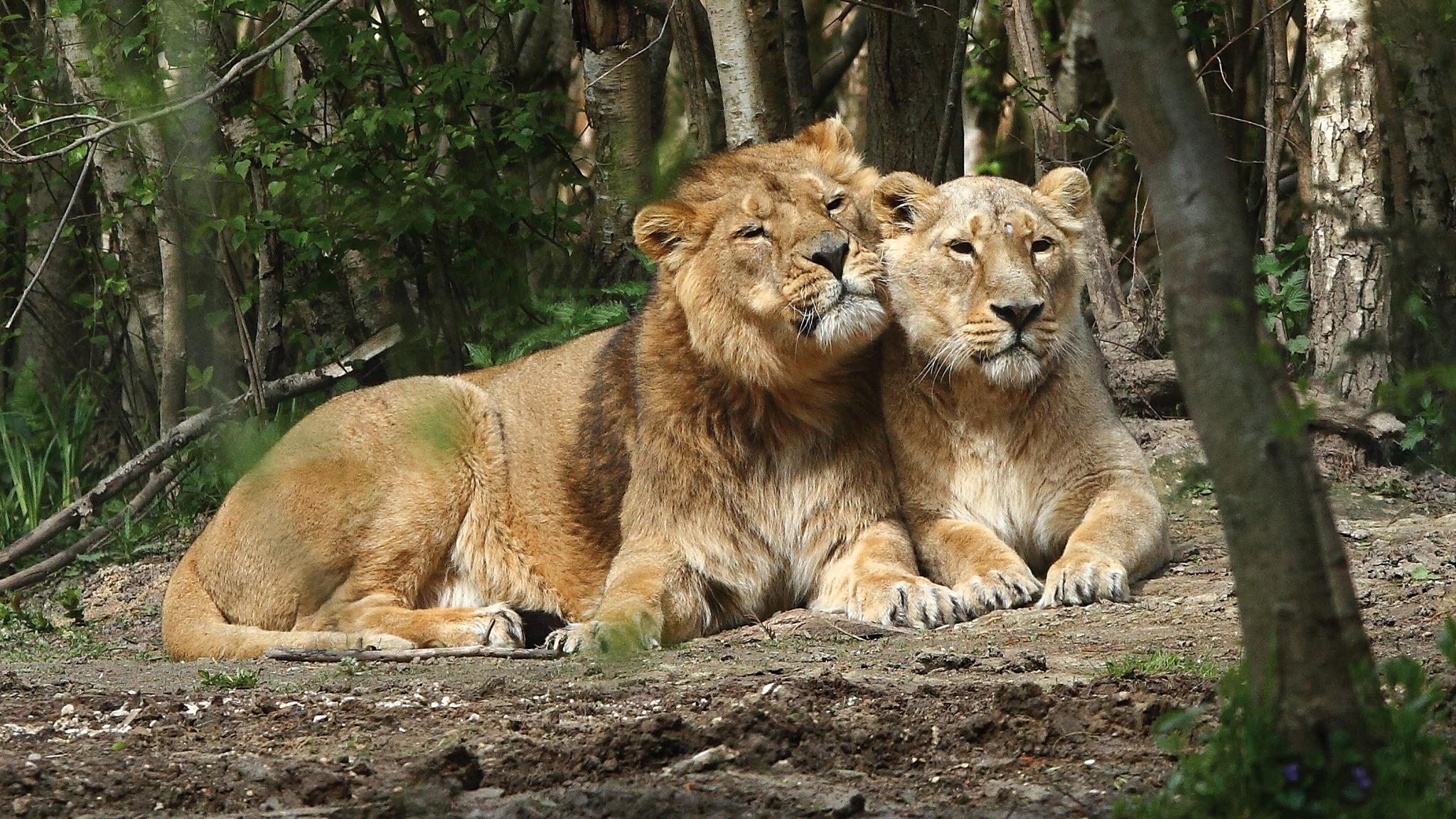 Plongez dans l'univers sauvage au Parc des Félins